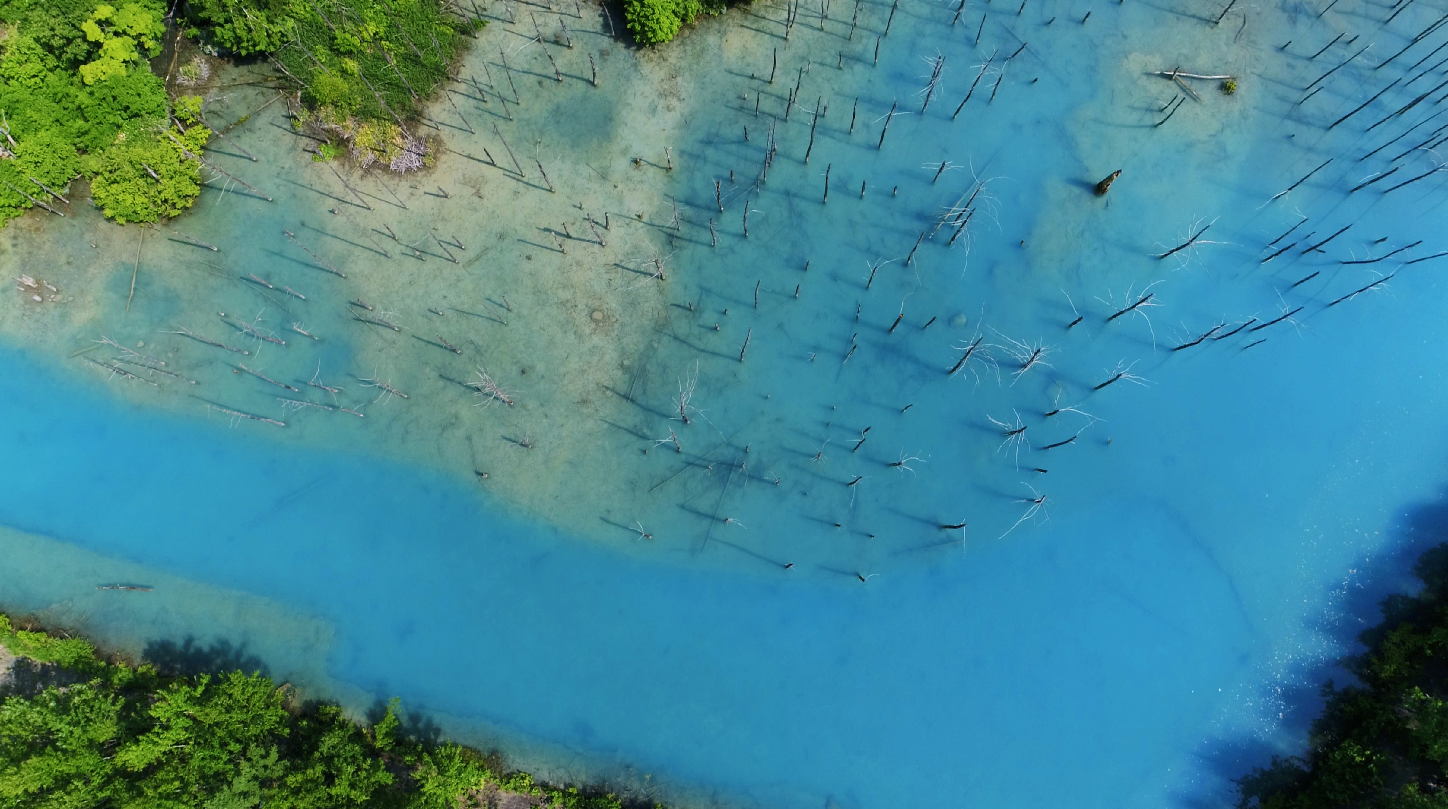 美瑛の絶景　青い池